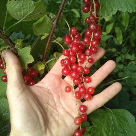 Groseillier "Rovada" - (Ribes rubrum)