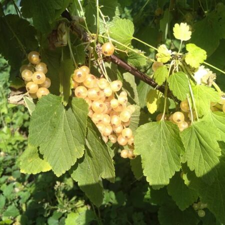 Groseillier "Blanka" - (Ribes rubrum)