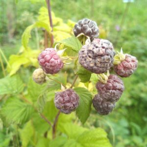 Framboisier "Glen Coe" - Rubus x neglectus
