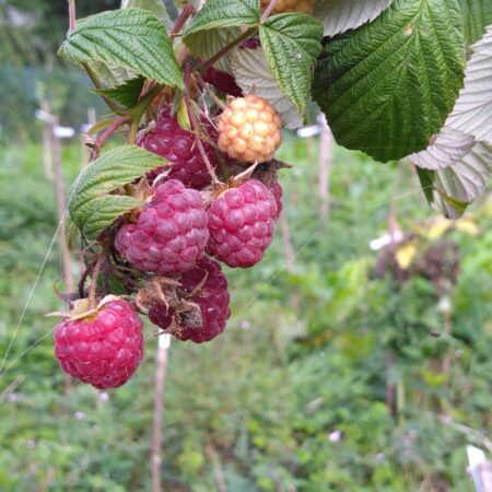 Framboisier "Héritage" - (Rubus idaeus)