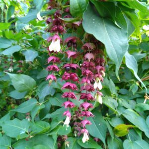 Arbre aux faisans - (Leycesteria formosa)