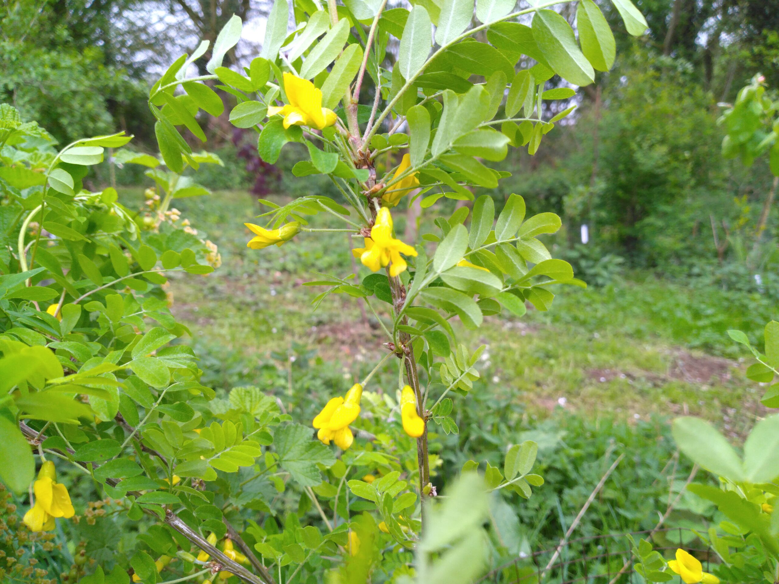Caraganier de Sibérie – (Caragana arborescens)