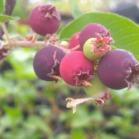 Amélanchier "Smokey" - (Amelanchier alnifolia)
