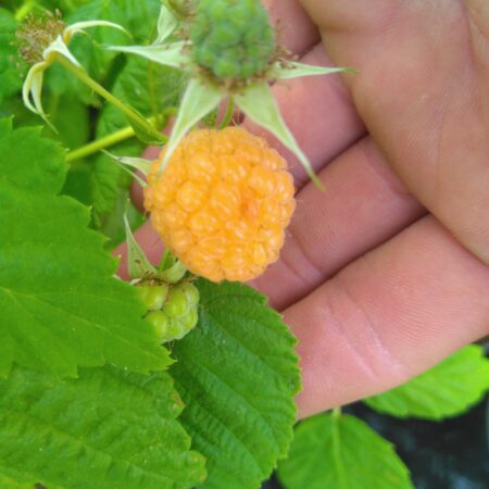 Framboisier "fruit orange" - Rubus idaeus
