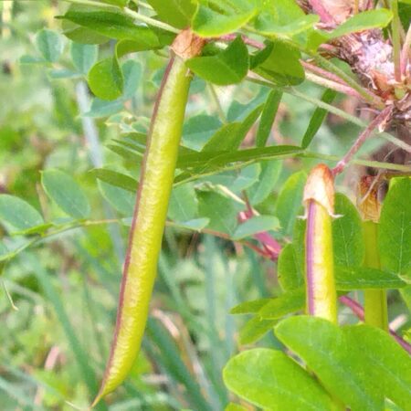 Caraganier de Sibérie - (Caragana arborescens)
