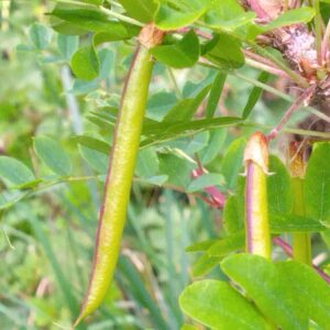 Caraganier de Sibérie - (Caragana arborescens)
