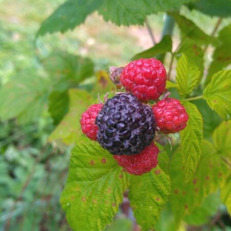 Framboisier "Black Jewel" - Rubus occidentalis
