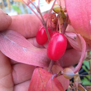 Cornouiller officinal - (Cornus officinalis)