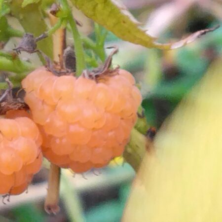 Framboisier "Fall Gold" - (Rubus idaeus)