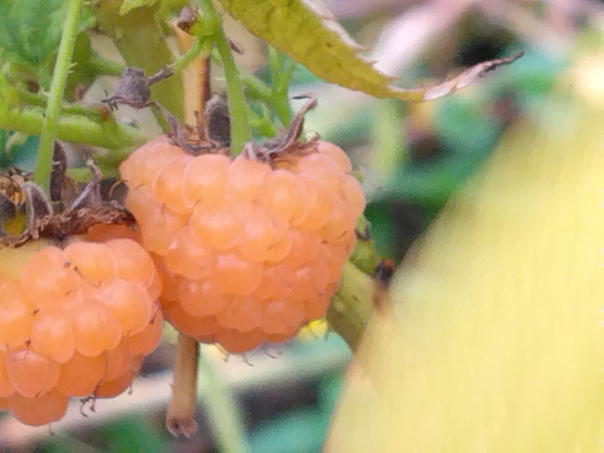 Framboisier "Fall Gold" - (Rubus idaeus)
