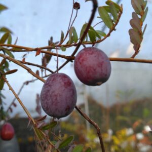Cranberry "Early Black" - Vaccinium macrocarpon