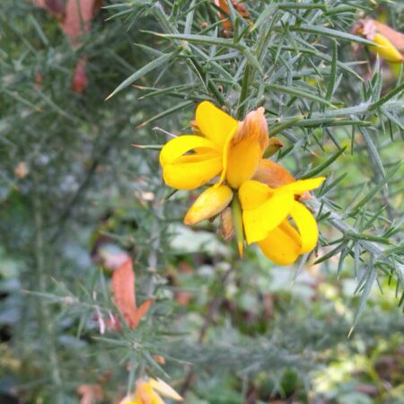 Ajonc d'Europe - (Ulex europaeus)