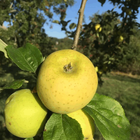 Pommier « Reinette Abry » – (Malus domestica)
