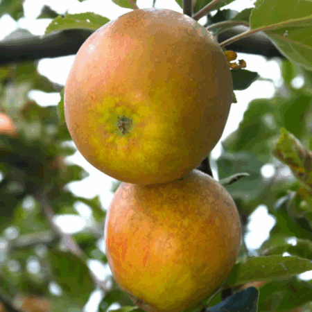 Pommier « Reinette des capucins » – (Malus domestica)