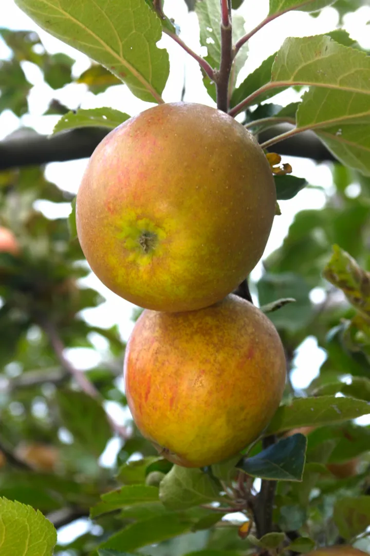 Pommier « Reinette des capucins » – (Malus domestica)