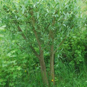 Saule blanc - (Salix alba)