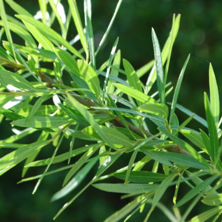 Saule osier - (Salix viminalis)