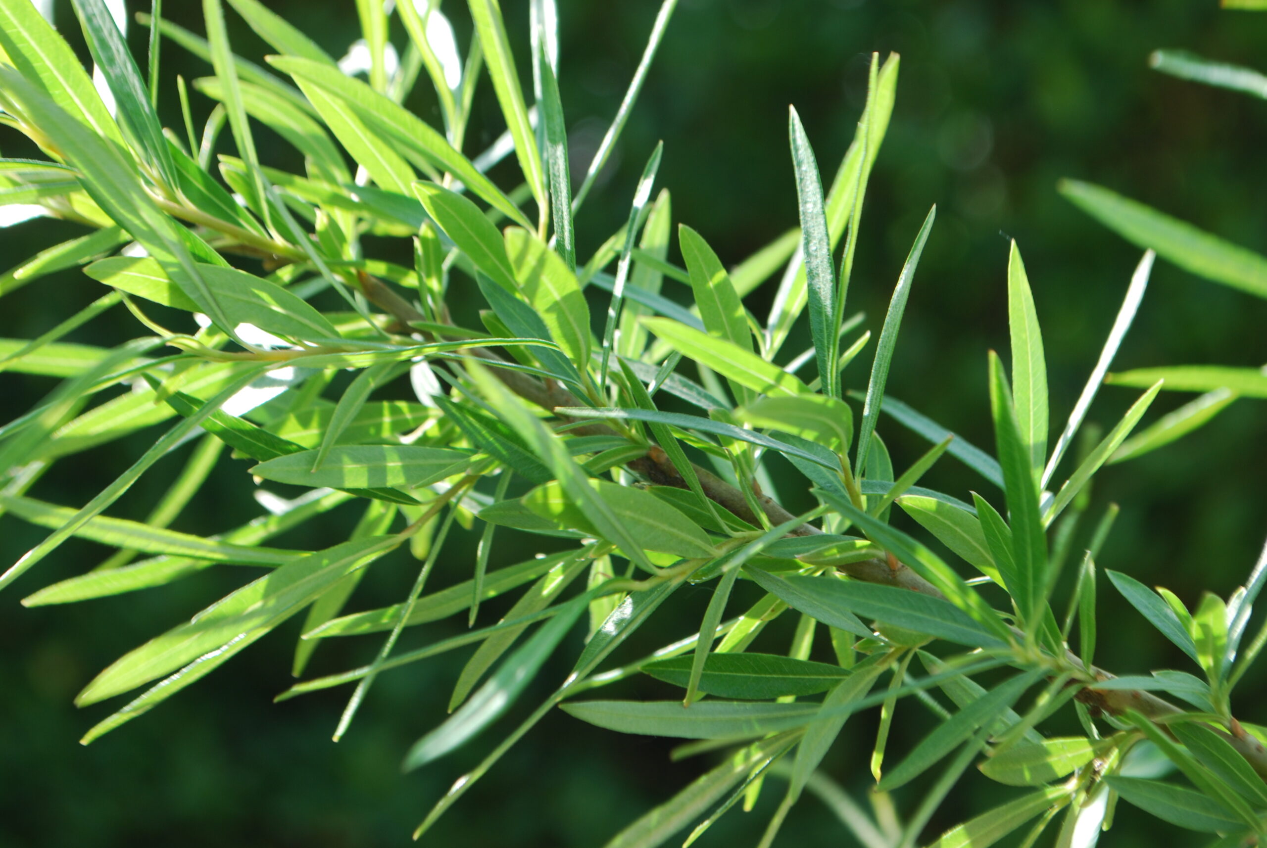 Saule osier - (Salix viminalis)