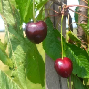 Cerisier "Cœur de Verberie" - (Prunus avium)