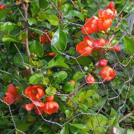 Cognassier du Japon -  (Chaenomeles japonica)