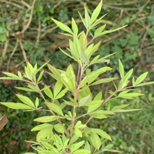 Gattilier - (Vitex agnus-castus)