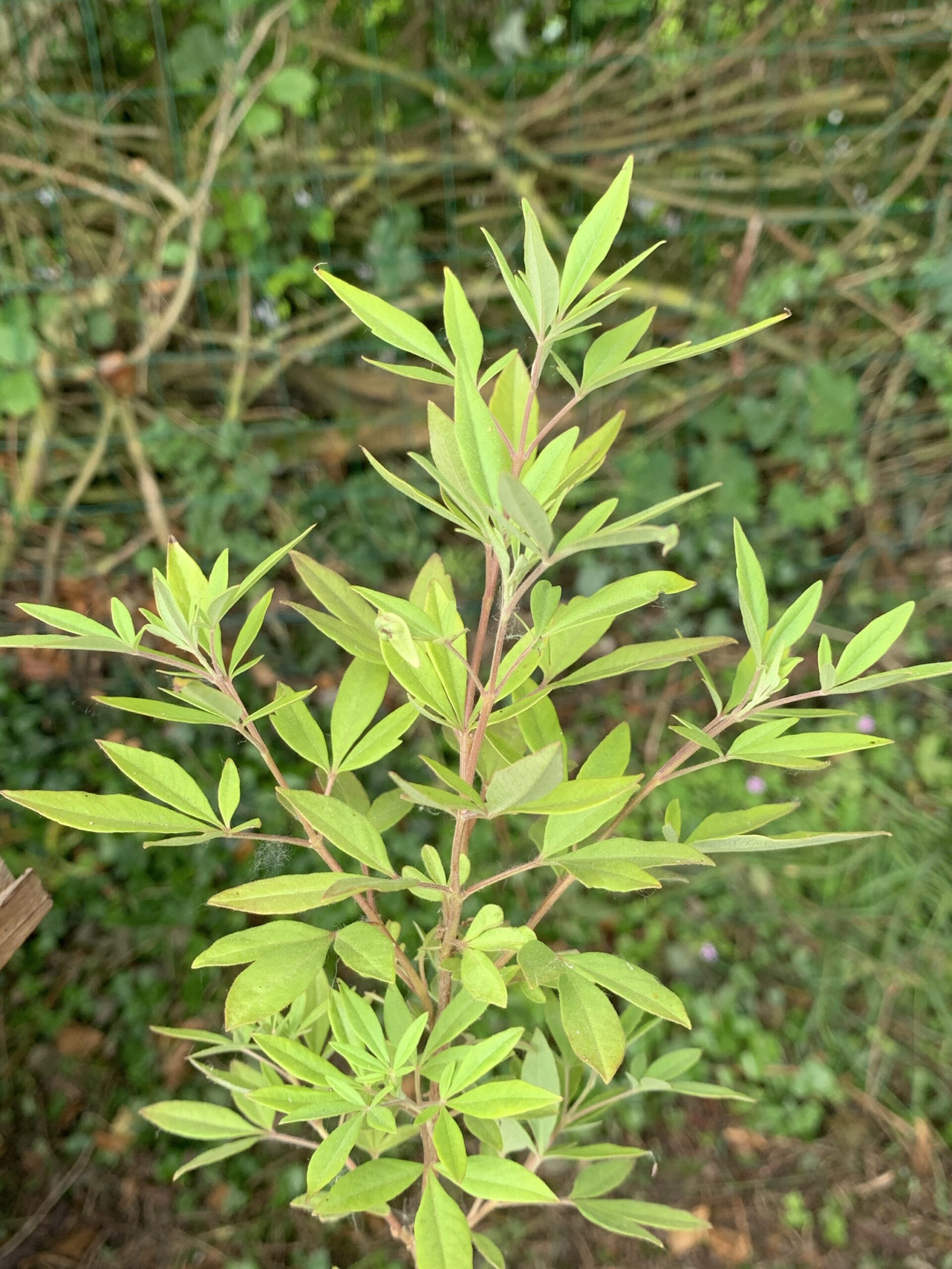 Gattilier - (Vitex agnus-castus)