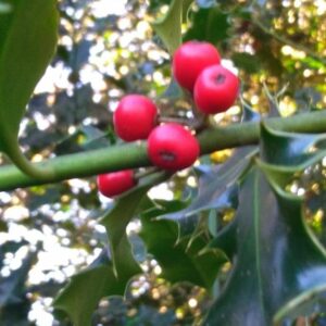 Houx - (Ilex aquifolium)