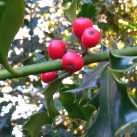 Houx - (Ilex aquifolium)