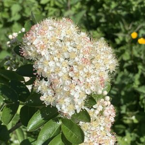 Sorbier "Titan" - (Sorbus aucuparia x aronia melanocarpa)