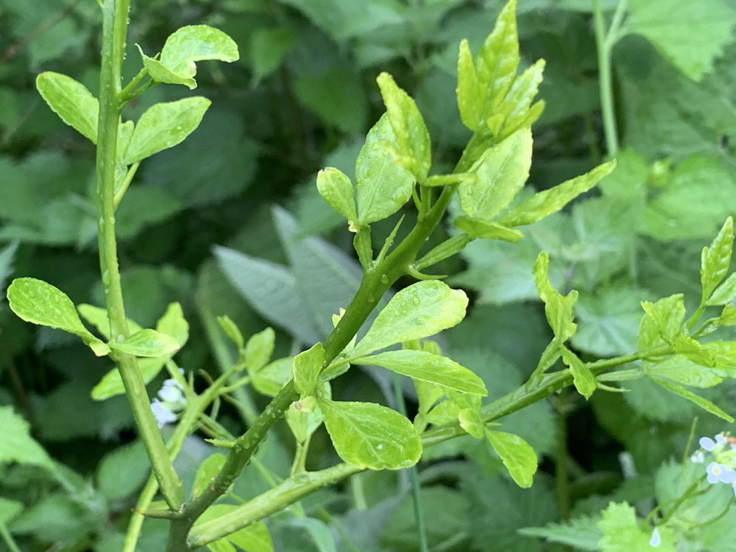 Citronnier épineux – (Poncirus trifoliata)