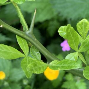 Citronnier épineux - (Poncirus trifoliata)