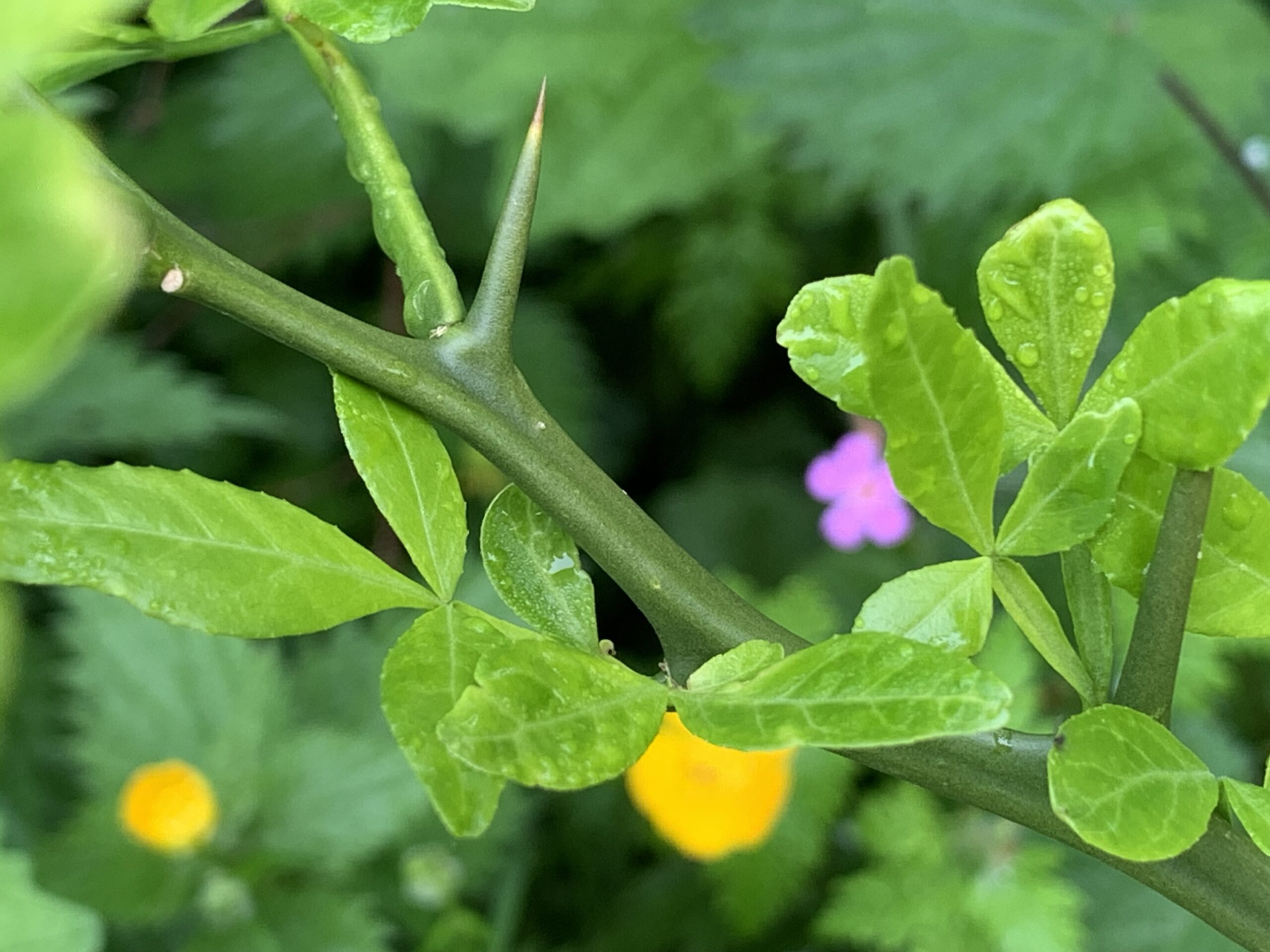 Citronnier épineux - (Poncirus trifoliata)