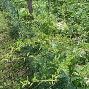 Baie de Goji "XXL" - (Lycium barbarum)