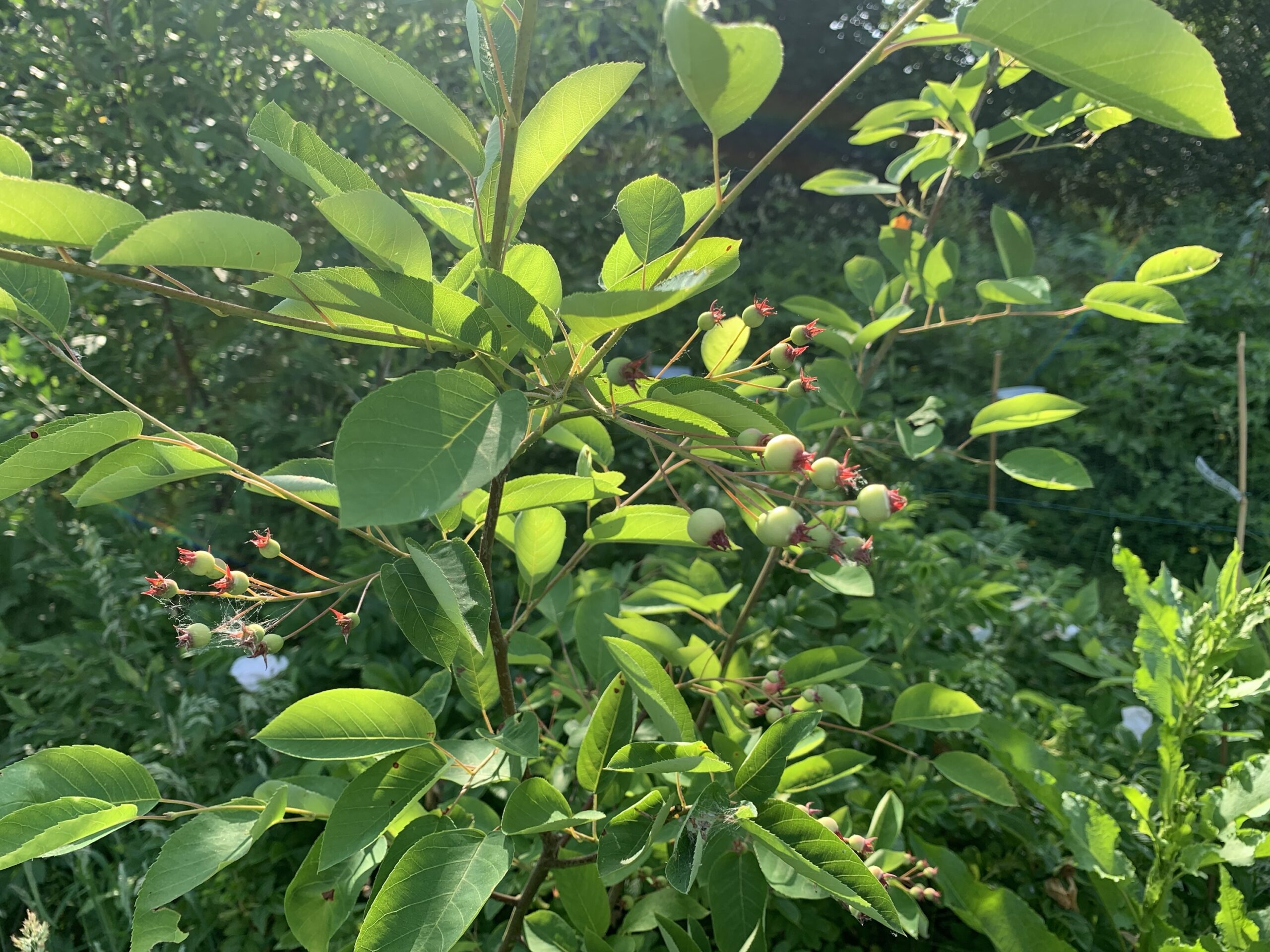 Amélanchier du Canada – (Amelanchier canadensis)