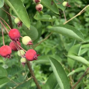 Amélanchier du Canada - (Amelanchier canadensis)