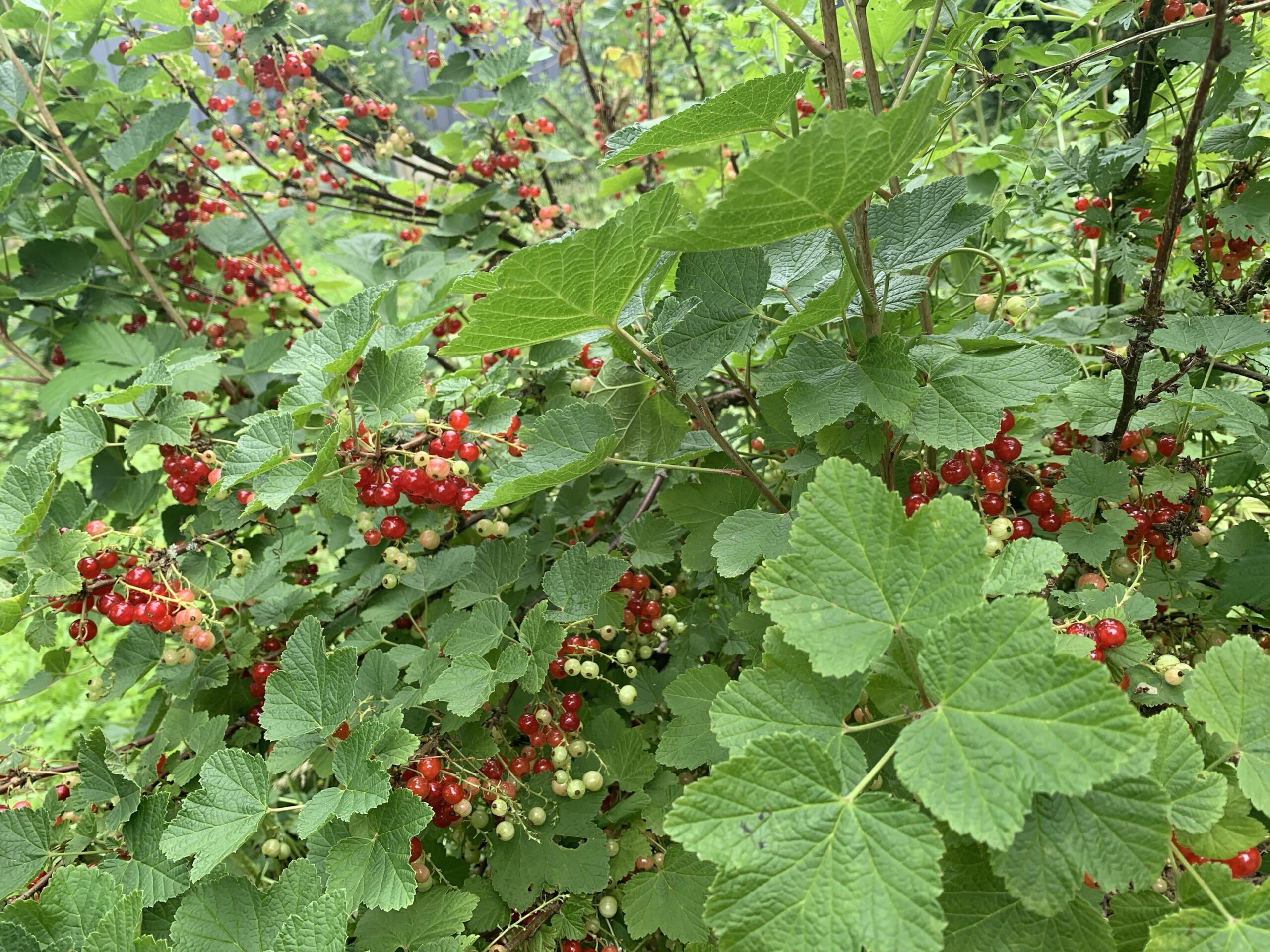 Groseillier « Jonkheer Van Tets » – Ribes rubrum