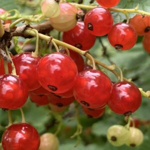 Groseillier "Jonkheer Van Tets" - Ribes rubrum