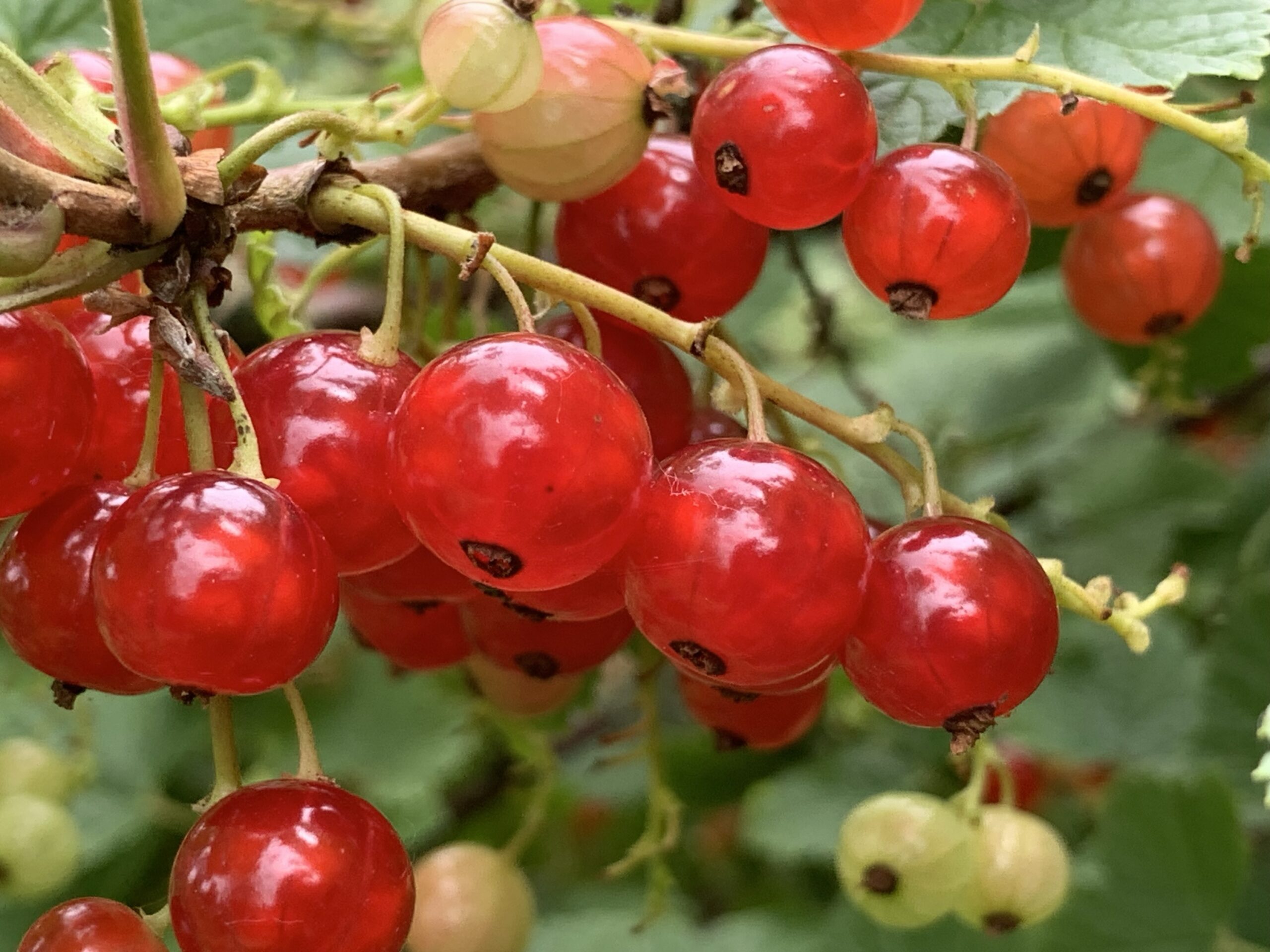 Groseillier "Jonkheer Van Tets" - Ribes rubrum