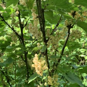 Groseillier "Versaillaise blanche" - (Ribes rubrum)