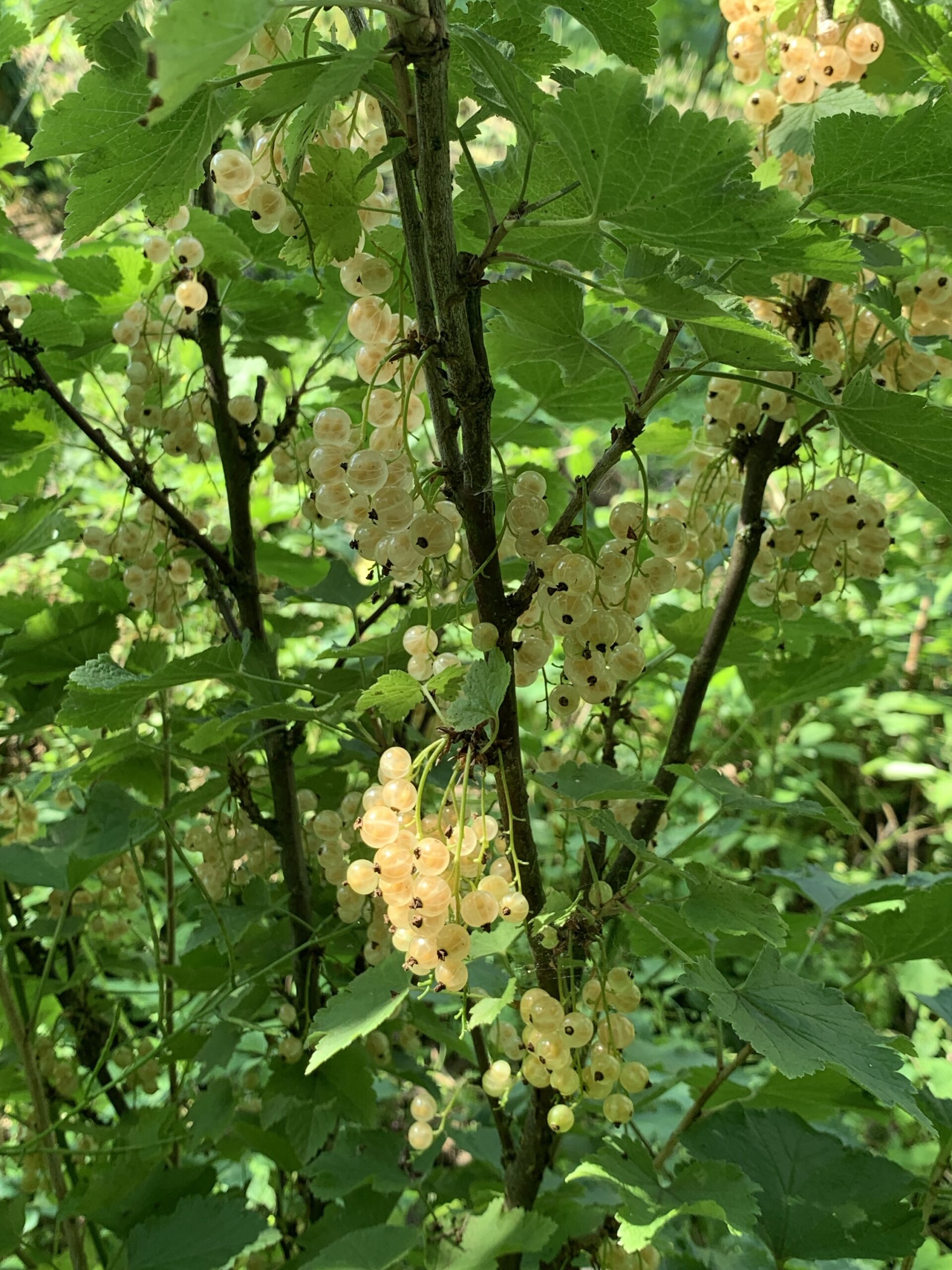 Groseillier "Versaillaise blanche" - (Ribes rubrum)