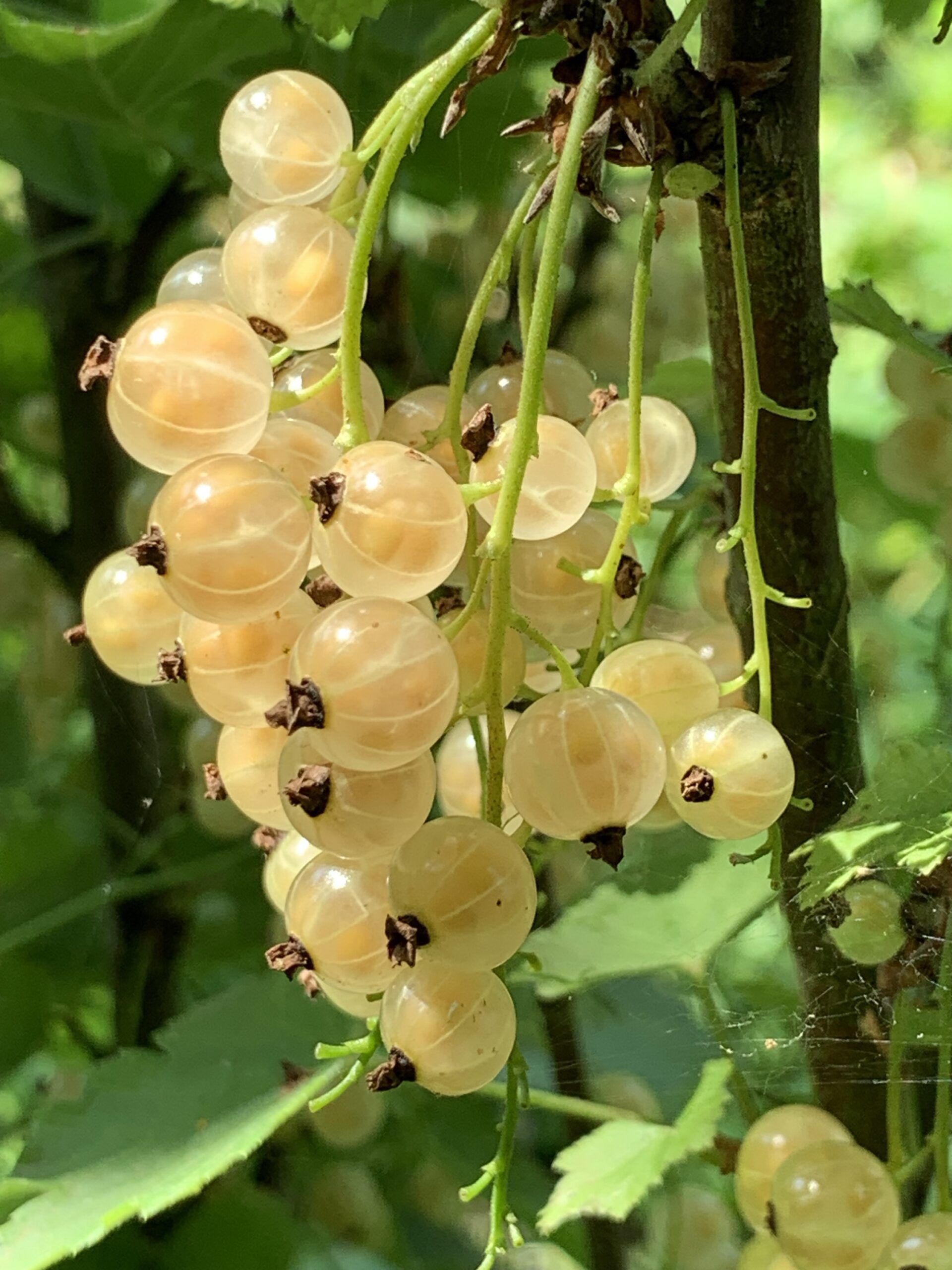 Groseillier « Versaillaise blanche » – (Ribes rubrum)