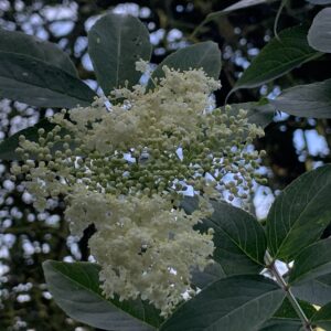 Sureau du Canada - (Sambucus canadensis)