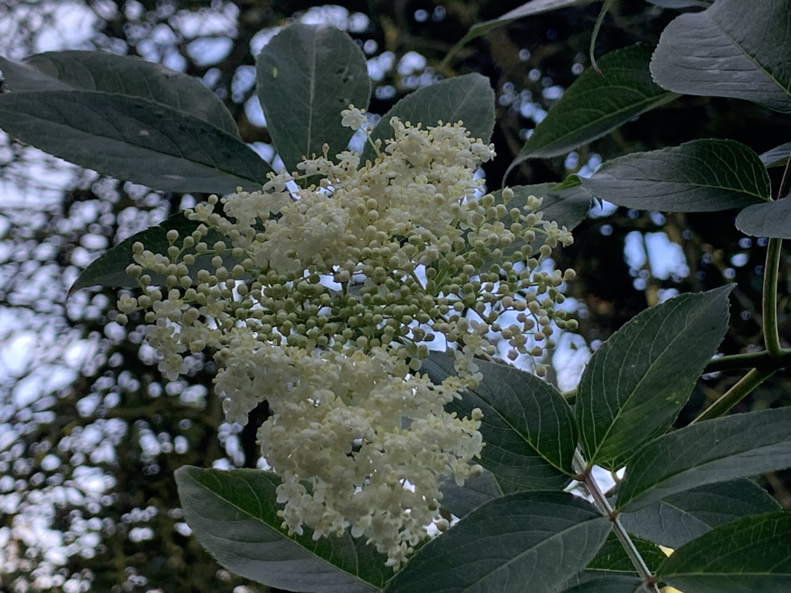 Sureau du Canada - (Sambucus canadensis)