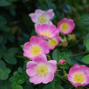 AFI (Architecturales, Fertilisantes, Ingénieures)