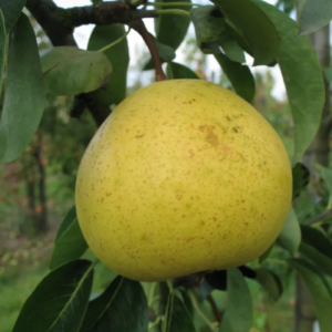 Poirier "Sans pépins" - (Pyrus communis)