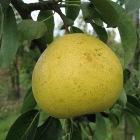 Poirier "Sans pépins" - (Pyrus communis)