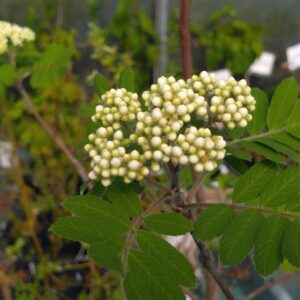 Sorbier des oiseaux - (Sorbus aucuparia)