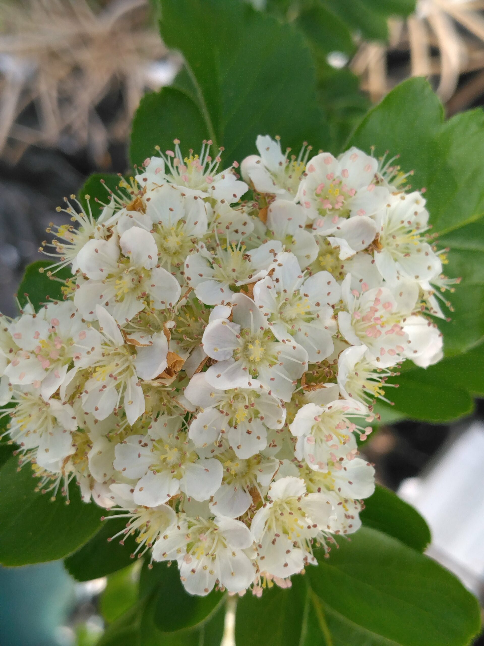 Sorbier Burka – (Sorbus aucuparia x Sorbaronia alpina)