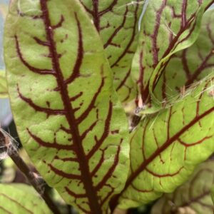 Oseille sanguine - (Rumex sanguineus)