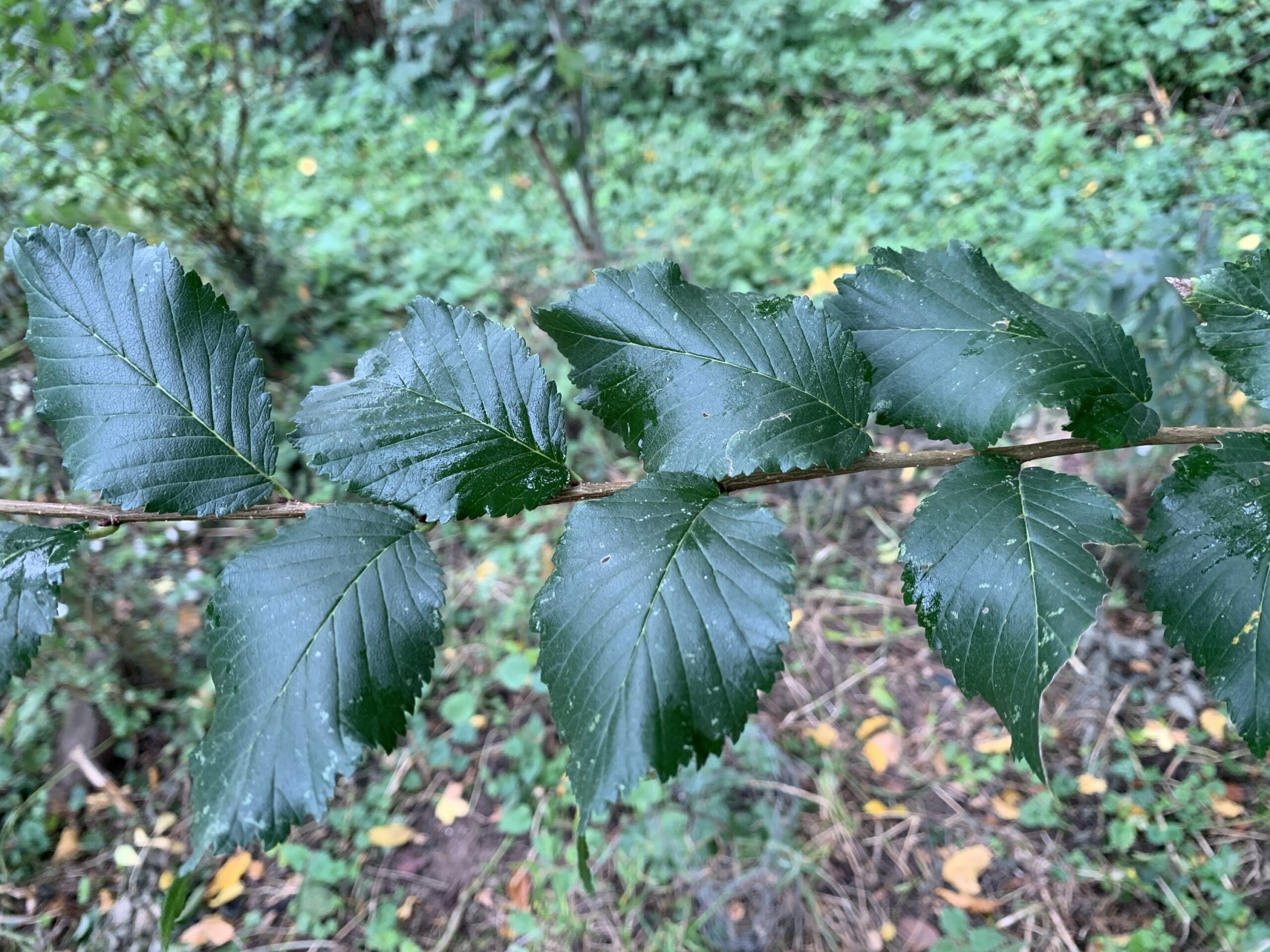 Orme champêtre – (Ulmus minor)